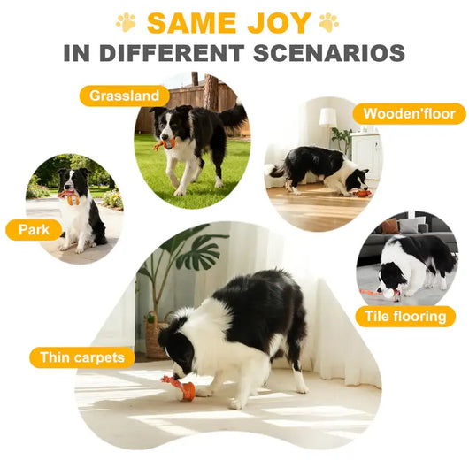 End Pet Boredom for Good! ✨ Let the New LETILI™ Ball Spark Quality Time & Shared Joy 🐶&🐱