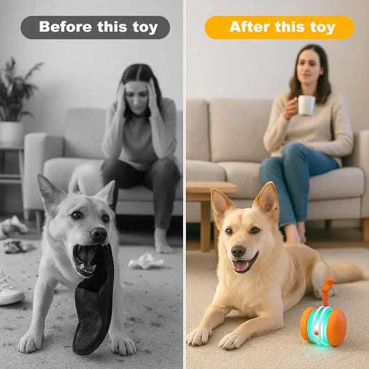 End Pet Boredom for Good! ✨ Let the New LETILI™ Ball Spark Quality Time & Shared Joy 🐶&🐱