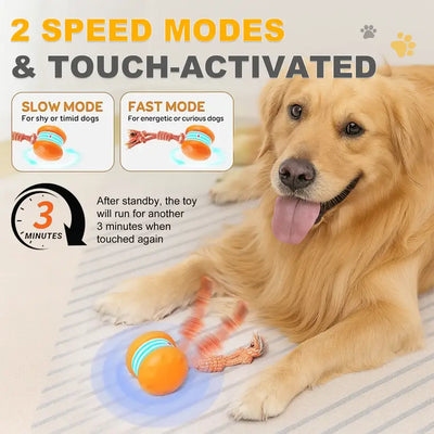 End Pet Boredom for Good! ✨ Let the New LETILI™ Ball Spark Quality Time & Shared Joy 🐶&🐱